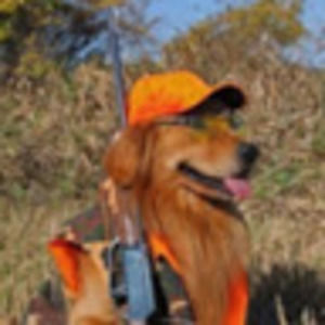 Meet your Posher, Bailey